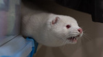 Bird flu is raging on a mink farm It could spark a human pandemic experts say but officials wont act  CNN