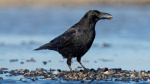 Crows can count much in the same way as human toddlers study finds  CNN Crows can count much in the same way as human toddlers study finds  CNN
