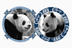 Giant pandas are returning to DCs National Zoo Meet Bao Li and Qing Bao  The Washington Post Giant pandas are returning to DCs National Zoo Meet Bao Li and Qing Bao  The Washington Post