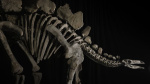 Virtually complete Stegosaurus fossil goes on sale  but not everyone is happy  CNN Virtually complete Stegosaurus fossil goes on sale  but not everyone is happy  CNN