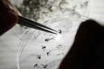 CDC warns of increased dengue fever risk in US  The Washington Post CDC warns of increased dengue fever risk in US  The Washington Post