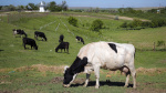 Flatulent cows and pigs will face a carbon tax in Denmark a world first The Associated Press Flatulent cows and pigs will face a carbon tax in Denmark a world first The Associated Press