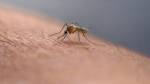 Florida officials issue dengue fever alert  The Hill Florida officials issue dengue fever alert  The Hill