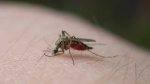 Mosquitoes with EEE found in Mass for first time in 2024 raising risk level  WCVB Boston Mosquitoes with EEE found in Mass for first time in 2024 raising risk level  WCVB Boston