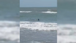 Shark believed to have injured 4 people in waters off South Padre Island on Fourth of July  ABC News