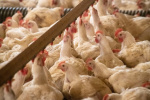 Six Colorado workers contracted bird flu the most human cases in a state  The Washington Post