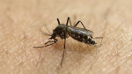 3 more human cases of West Nile virus confirmed in Mass  WCVB Boston 3 more human cases of West Nile virus confirmed in Mass  WCVB Boston
