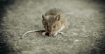 Flight makes emergency landing after live mouse climbs out of inflight meal  CBS News Flight makes emergency landing after live mouse climbs out of inflight meal  CBS News