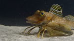 Sea robins are fish with the wings of a bird and multiple legs like a crab  CNN