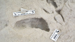 Discovery of fossilized footprints reveals the moment two ancient human species crossed paths  CNN