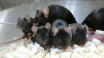 Could mouse sperm orbiting Earth be the future of humanity  CNN Could mouse sperm orbiting Earth be the future of humanity  CNN