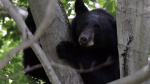 Hunter dies in freak accident after bear falls from tree in Virginia USA TODAY Hunter dies in freak accident after bear falls from tree in Virginia USA TODAY