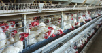Bird flu found in nearly 1 million chickens in Darke County  WHIO Bird flu found in nearly 1 million chickens in Darke County  WHIO