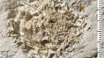 Amateur fossil hunter finds 66millionyearold animal vomit  CNN Amateur fossil hunter finds 66millionyearold animal vomit  CNN