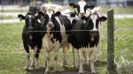 Second type of bird flu detected in US dairy cows  The Associated Press
