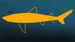 Massive megalodon was even longer than scientists thought CNN Massive megalodon was even longer than scientists thought CNN