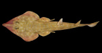 Guitar shark and snail with venomous harpoons among 866 new marine species discovered in ocean  CBS News Guitar shark and snail with venomous harpoons among 866 new marine species discovered in ocean  CBS News