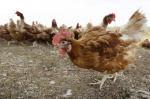 Mississippi reports first outbreak of highly pathogenic bird flu strain in US since 2017  The Hill Mississippi reports first outbreak of highly pathogenic bird flu strain in US since 2017  The Hill
