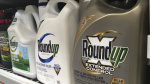 Georgia jury orders Monsanto parent to pay nearly 21 billion in Roundup weedkiller lawsuit The Associated Press Georgia jury orders Monsanto parent to pay nearly 21 billion in Roundup weedkiller lawsuit The Associated Press