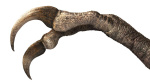 Previously unknown dinosaur species resembled prehistoric Edward Scissorhands CNN Previously unknown dinosaur species resembled prehistoric Edward Scissorhands CNN