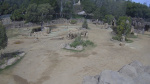Elephants at San Diego safari park huddle to protect calves during earthquake AP News Elephants at San Diego safari park huddle to protect calves during earthquake AP News