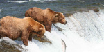 Investors risk writing off 2025 too soon in a stock market overloaded with bears MarketWatch Investors risk writing off 2025 too soon in a stock market overloaded with bears MarketWatch