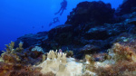 84 of the worlds coral reefs hit by worst bleaching event on record AP News 84 of the worlds coral reefs hit by worst bleaching event on record AP News