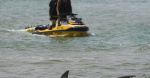 Swimmers remains found after shark attack in waters off Israels Mediterranean coast  The Seattle Times Swimmers remains found after shark attack in waters off Israels Mediterranean coast  The Seattle Times