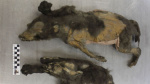 14000yearold mummified puppies werent dogs at all new research shows  CNN