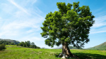 Ash trees evolving resistance to dieback  The Times