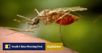 What you should know about Chikungunya fever the illness surging in China  South China Morning Post
