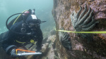 Scientists say they have solved the mystery of what killed more than 5 billion sea stars AP News Scientists say they have solved the mystery of what killed more than 5 billion sea stars AP News