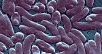 Flesheating bacteria have caused several deaths in Florida and Louisiana this summer How to reduce your risk of Vibrio vulnificus infection before swimming in the ocean yahoocom Flesheating bacteria have caused several deaths in Florida and Louisiana this summer How to reduce your risk of Vibrio vulnificus infection before swimming in the ocean yahoocom