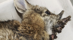 Rabbits with horns in Colorado are being called Frankenstein bunnies Heres why  AP News