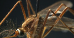 West Nile alert issued as two fatalities confirmed in Minnesota  Star Tribune