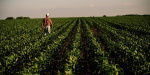 Rural America is suffering an economic crisis as crop prices plunge  Fortune Rural America is suffering an economic crisis as crop prices plunge  Fortune