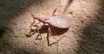 CDC classifies kissing bug disease endemic in US  WHIOTV CDC classifies kissing bug disease endemic in US  WHIOTV