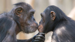 A new analysis suggests kissing on the lips may have evolved 21 million years ago  CNN