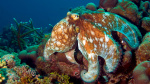 Synthetic skin based on octopus biology promises uses in robotics  Financial Times