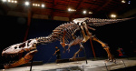 Scientists Uncover Secrets to Tyrannosaurus Rexs Lifespan  The Daily Beast