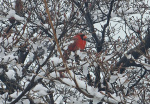 Weekend winter storm likely Is it the big one or just a big mess Its complicated  cardinalnewsorg