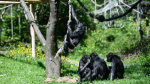 Bonobos are capable of pretend play just like human children  cnncom