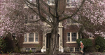 Are regional allergy seasons getting worse  The Seattle Times