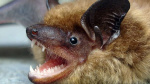 Public warned after bat tests positive for rabies in southern Utah  KSL News