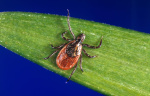 More people are heading to the ER for tick bites this year Heres why  The Washington Post