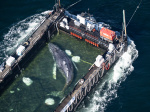 Timmy the humpback whale escapes to the North Sea  Al Jazeera