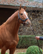 Curlin Perseveres to Sire First Kentucky Derby Winner  BloodHorse