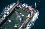 Humpback whale released after spectacular rescue effort found dead off Denmark  AP News