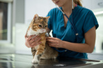 Cats could help scientists better understand human cancer study says  The Washington Post