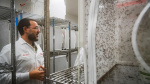 Google wants to set 64 million mosquitoes loose in California and Florida  thetimescom